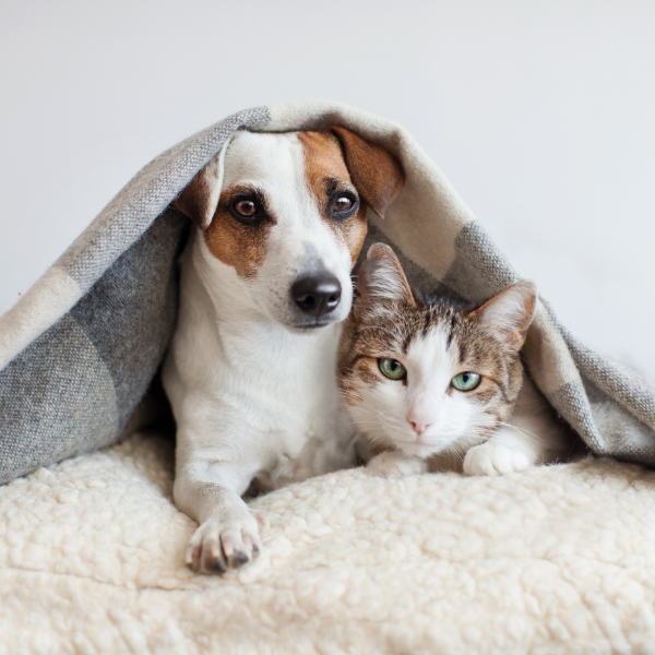 Pet Laundry Dog And Cat Under Blanket 600X600